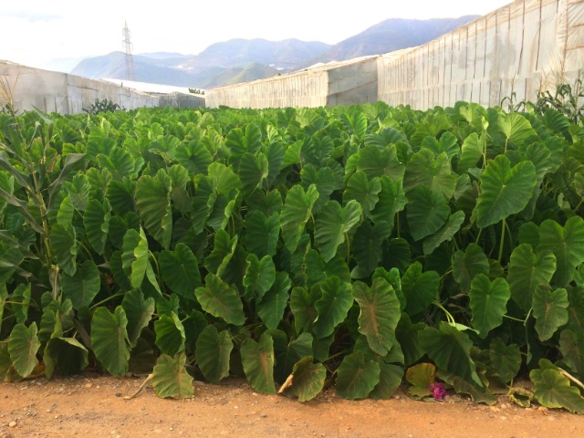 Colocasia esculenta