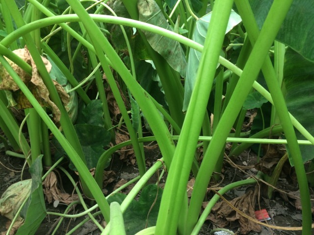Colocasia esculenta