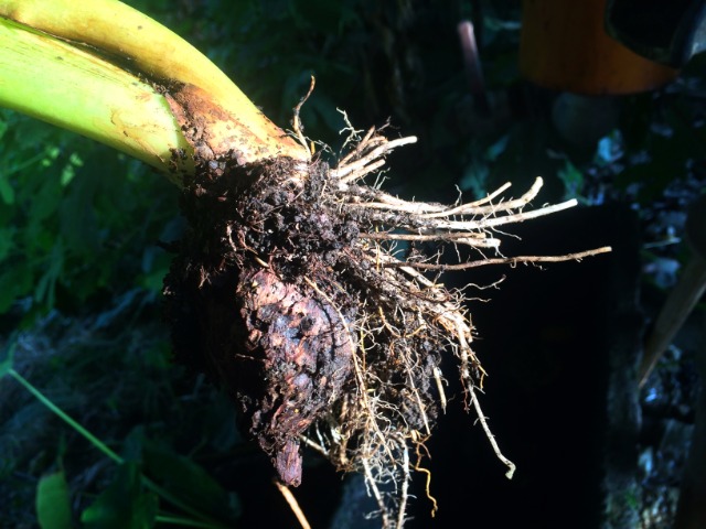 Colocasia esculenta