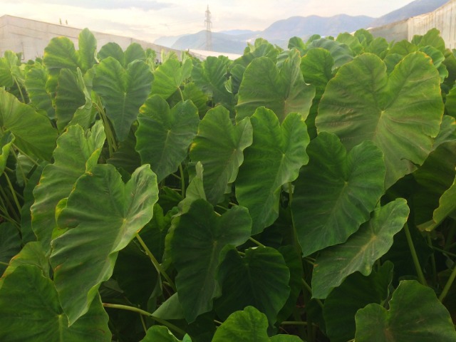 Colocasia esculenta