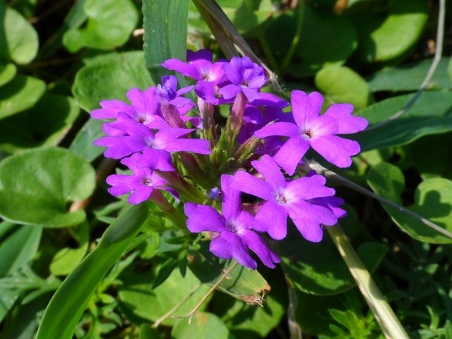 Verbena canadensis