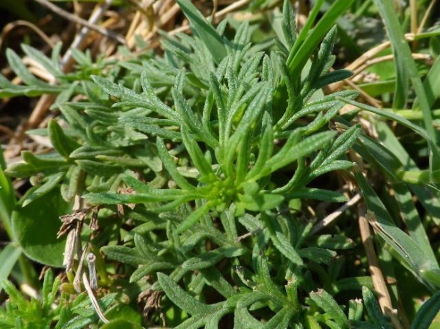 Verbena canadensis