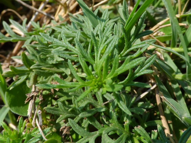 Verbena canadensis