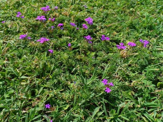 Verbena canadensis