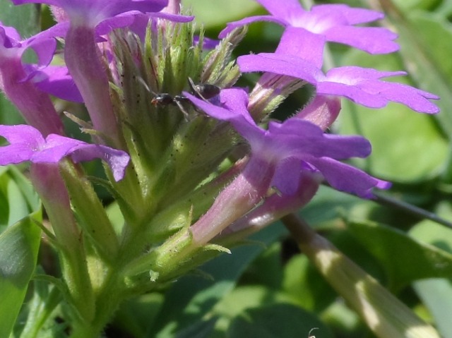 Verbena canadensis