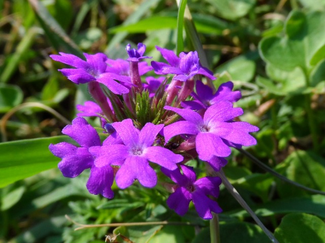 Verbena canadensis