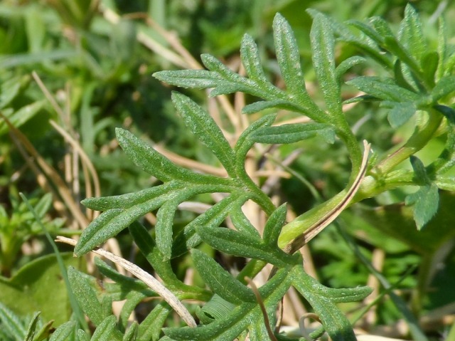 Verbena canadensis