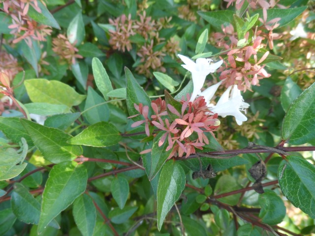 Abelia biflora