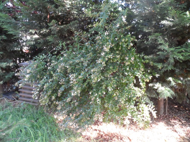 Abelia biflora