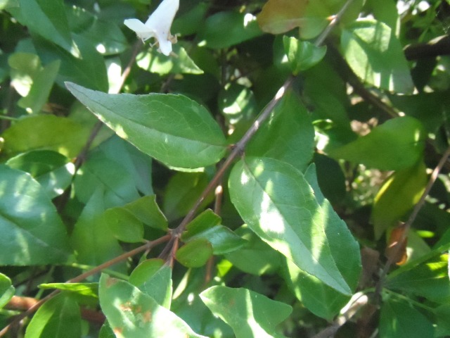 Abelia biflora