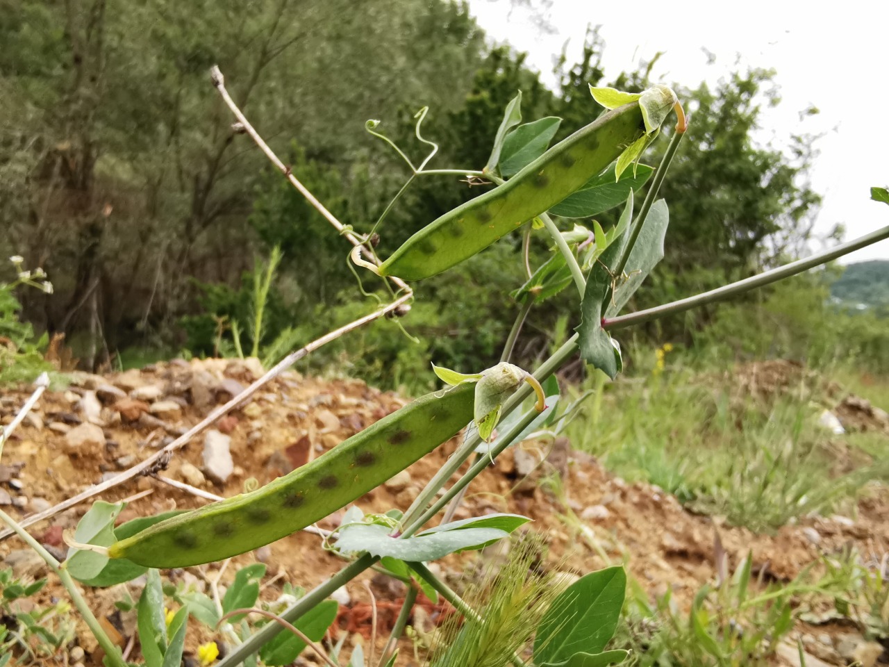 Pisum sativum