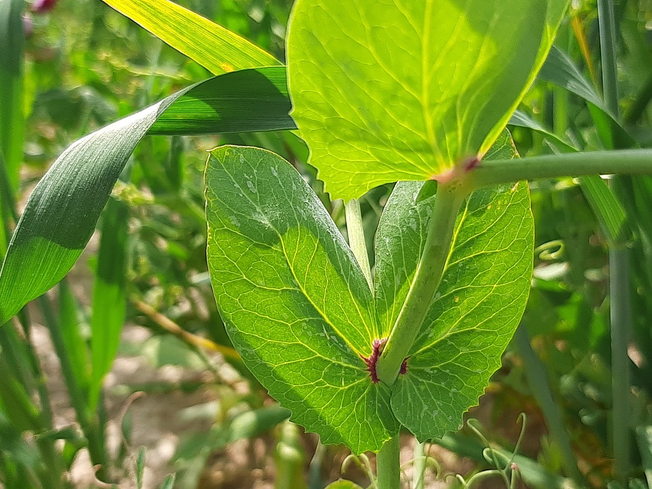 Pisum sativum