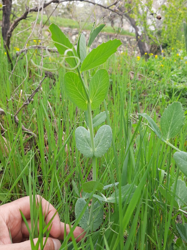 Pisum sativum