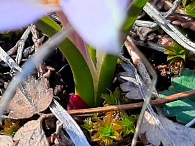 Colchicum triphyllum