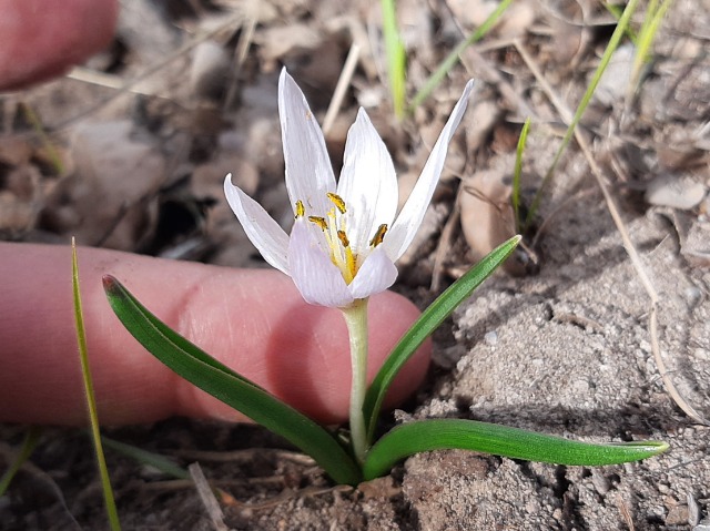 Colchicum triphyllum