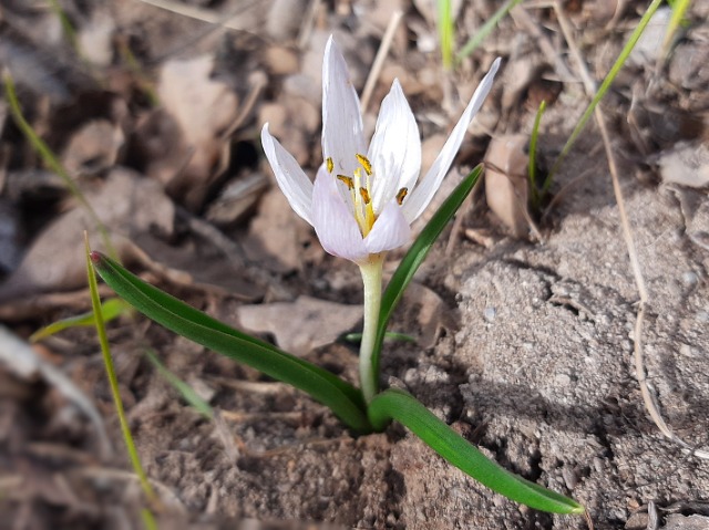 Colchicum triphyllum