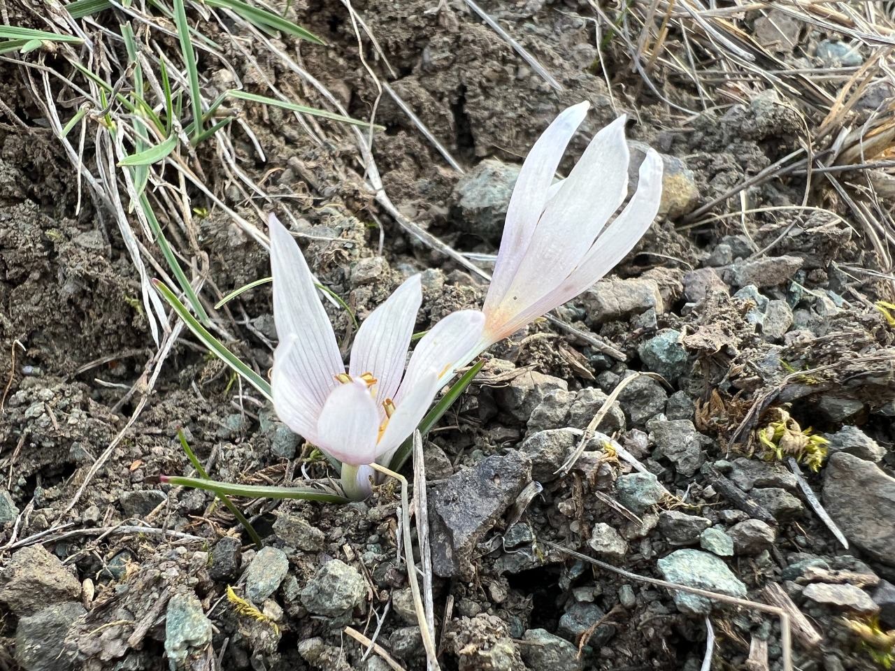 Colchicum triphyllum