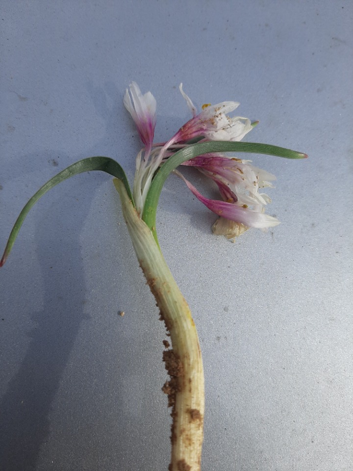 Colchicum triphyllum