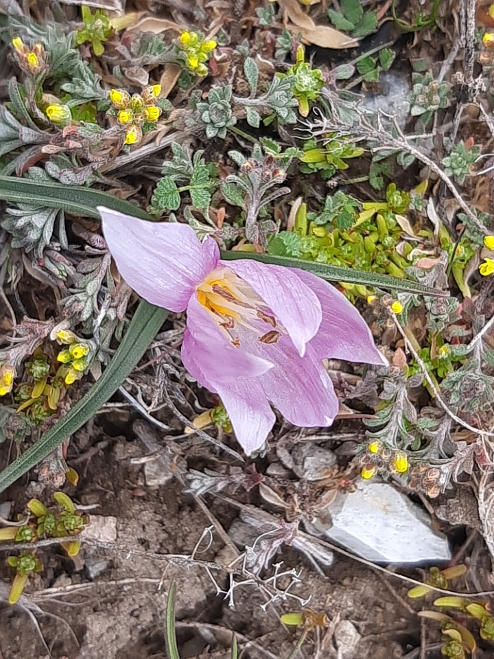 Colchicum triphyllum