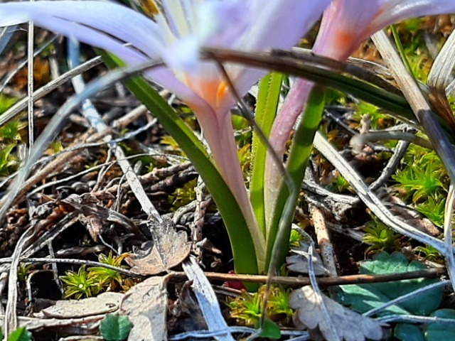Colchicum triphyllum