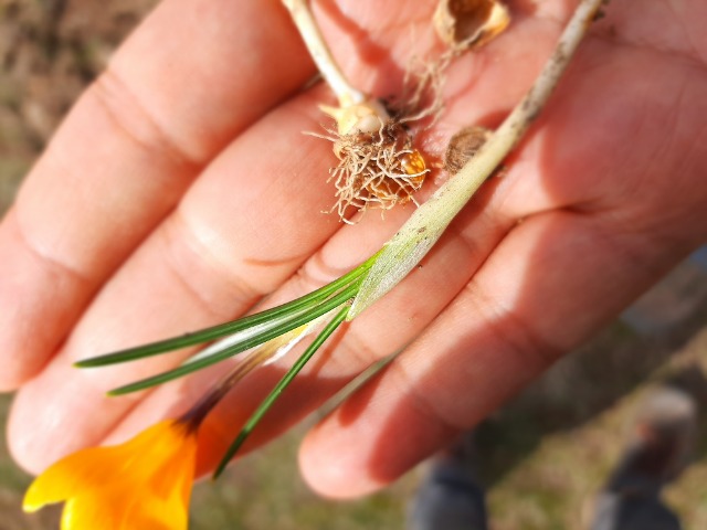 Crocus chrysanthus