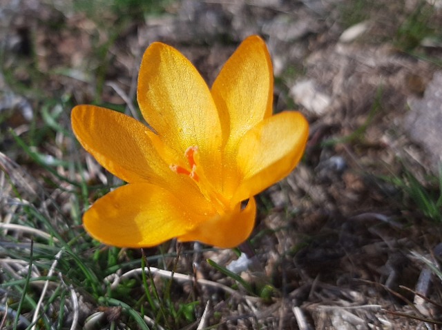 Crocus chrysanthus