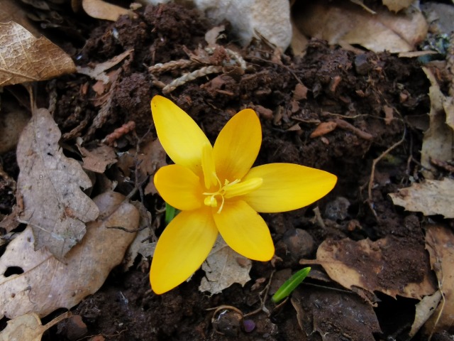 Crocus chrysanthus