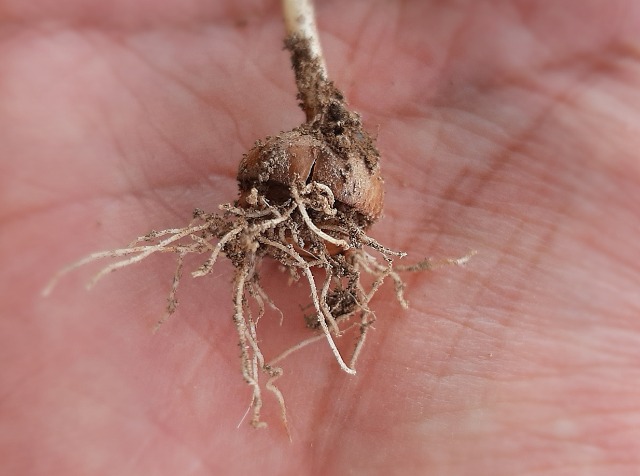 Crocus chrysanthus