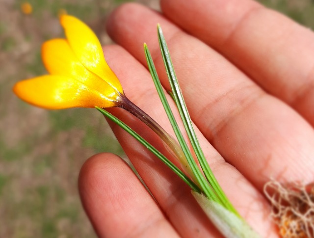 Crocus chrysanthus