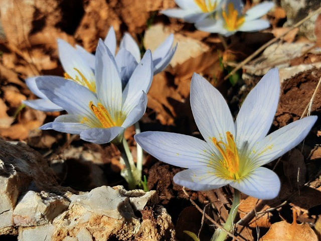 Crocus baytopiorum
