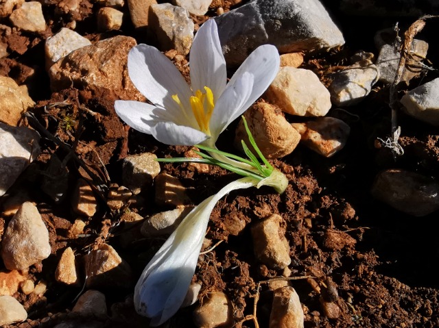Crocus baytopiorum