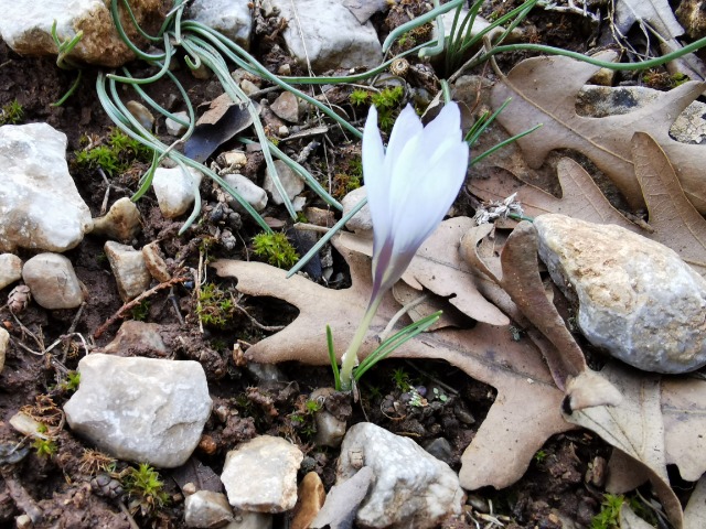 Crocus baytopiorum