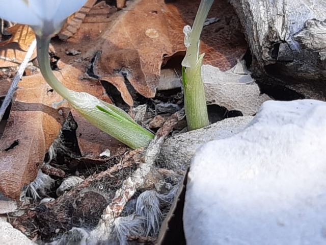 Crocus baytopiorum