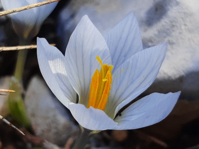 Crocus baytopiorum