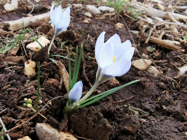 Crocus baytopiorum