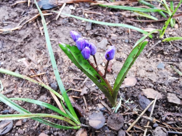 Scilla bifolia