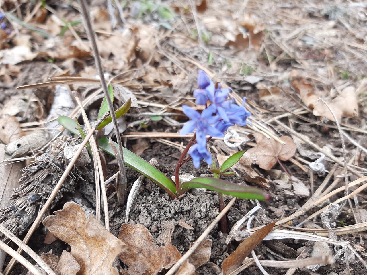 Scilla bifolia