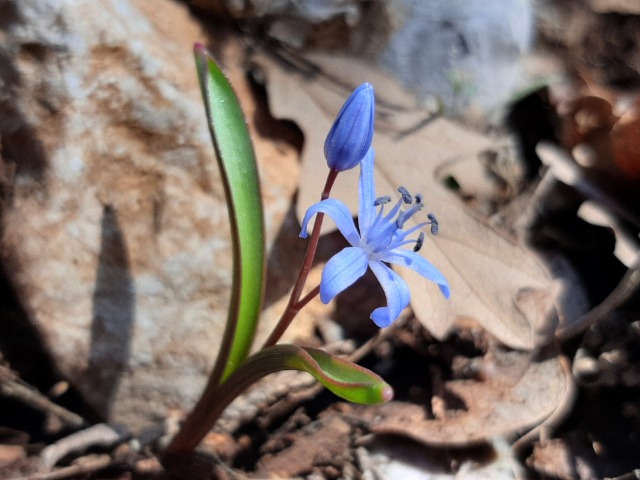Scilla bifolia
