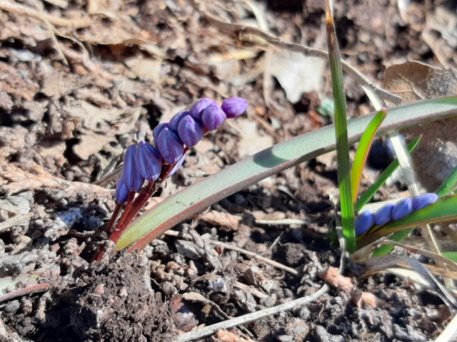 Scilla bifolia