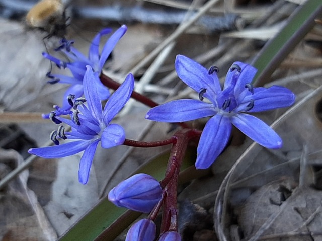 Scilla bifolia