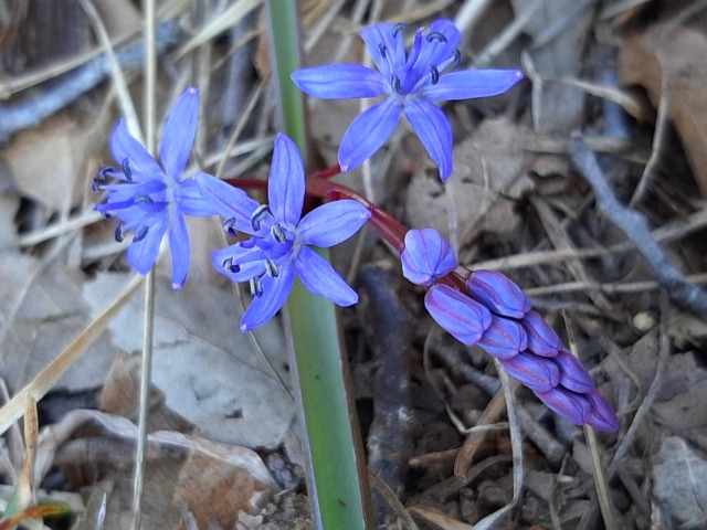 Scilla bifolia