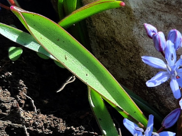 Scilla bifolia