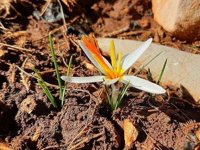 Crocus fleischeri