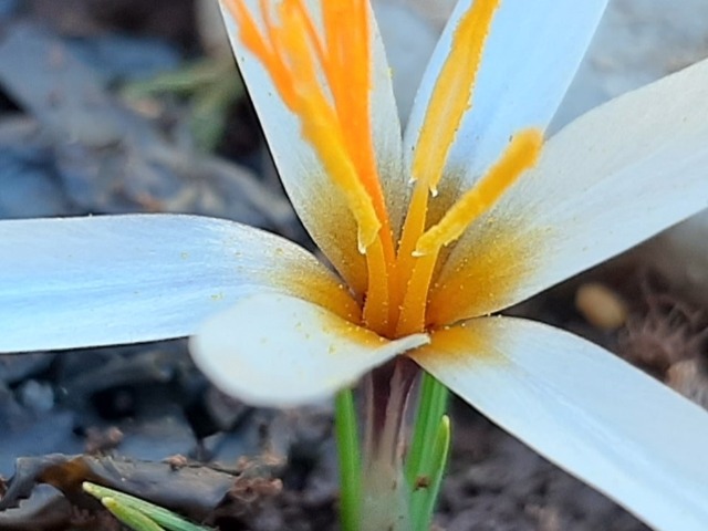 Crocus fleischeri