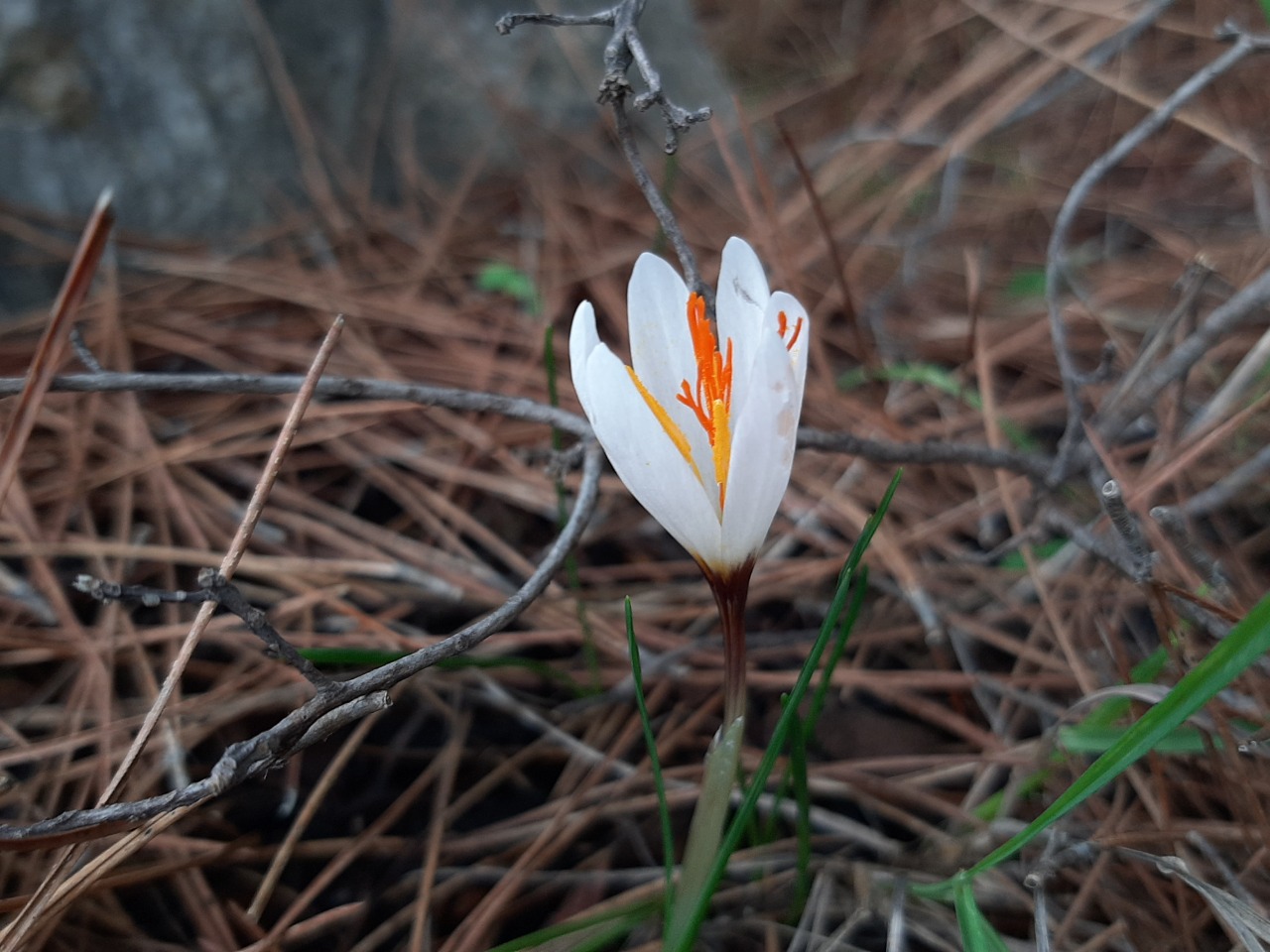 Crocus fleischeri
