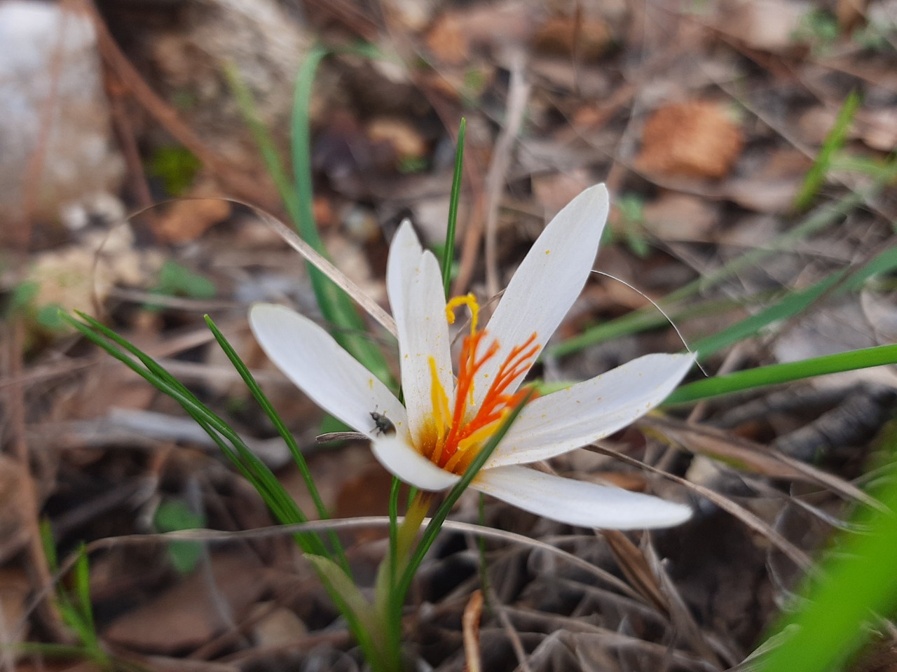 Crocus fleischeri