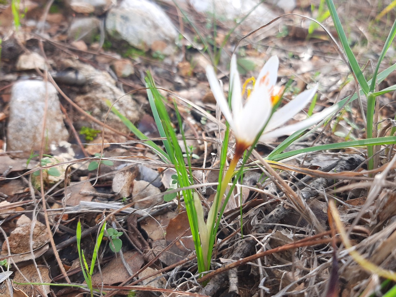 Crocus fleischeri