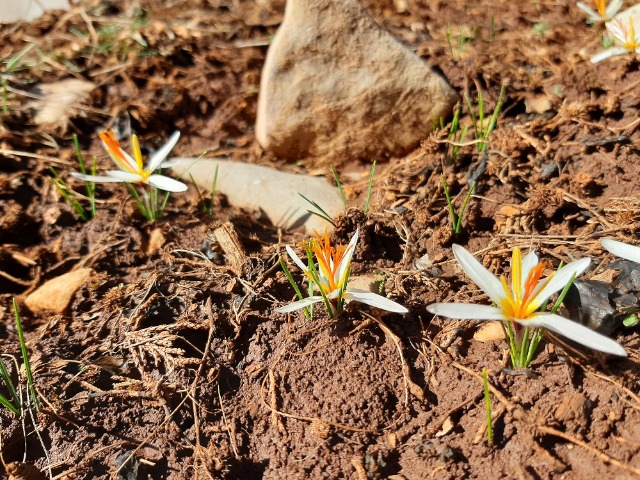 Crocus fleischeri