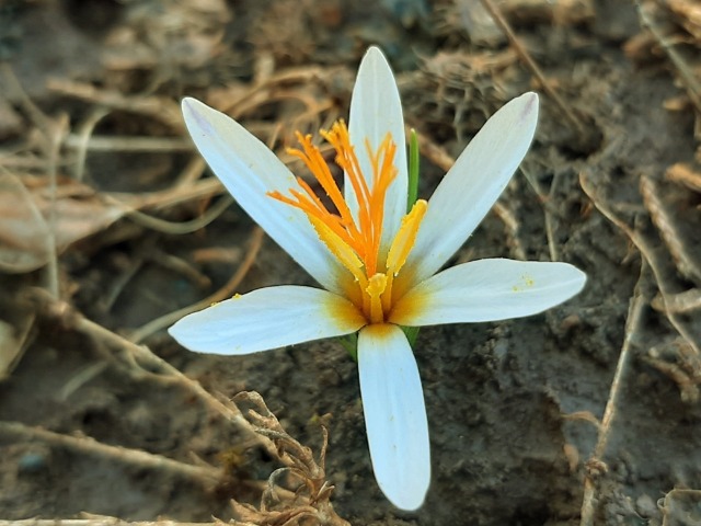 Crocus fleischeri