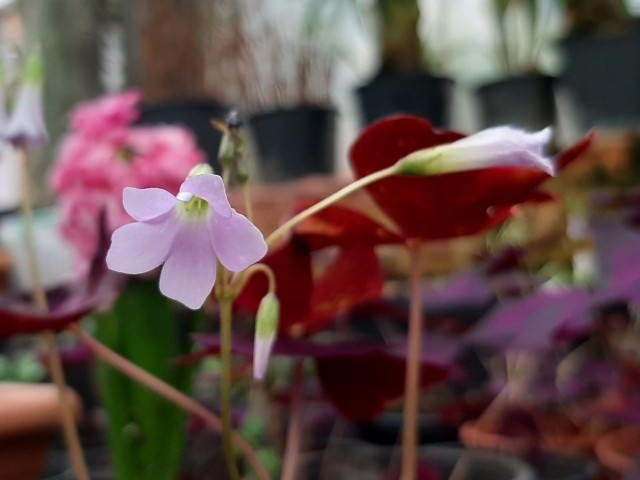 Oxalis triangularis